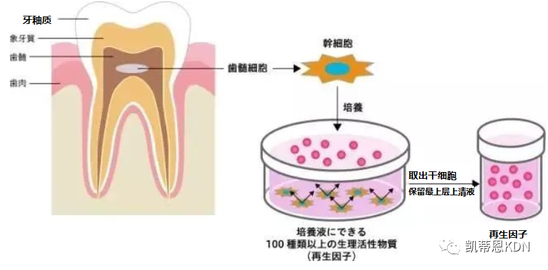 日本医疗,日本体检,日本美容,再生医疗,干细胞,美容,体检,医疗, 日本医疗,日本体检,日本美容,再生医疗,干细胞,美容,体检,医疗,