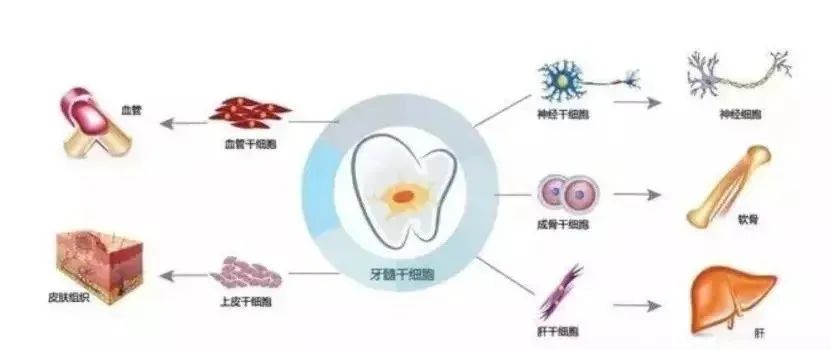 日本医疗,日本体检,日本美容,再生医疗,干细胞,美容,体检,医疗, 日本医疗,日本体检,日本美容,再生医疗,干细胞,美容,体检,医疗,